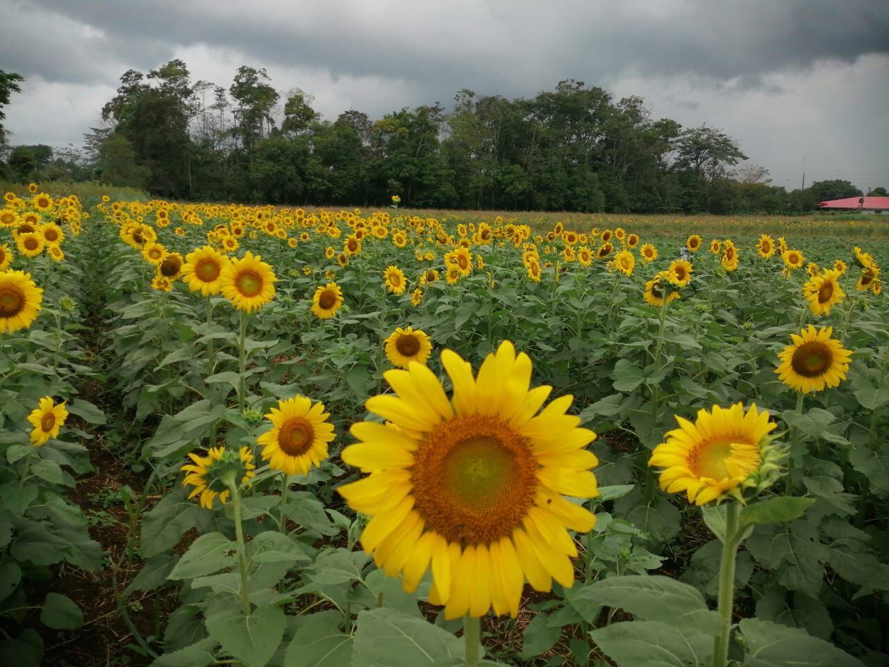 El jardín de Dios está en Pital de San Carlos y está lleno de girasoles |  La Teja