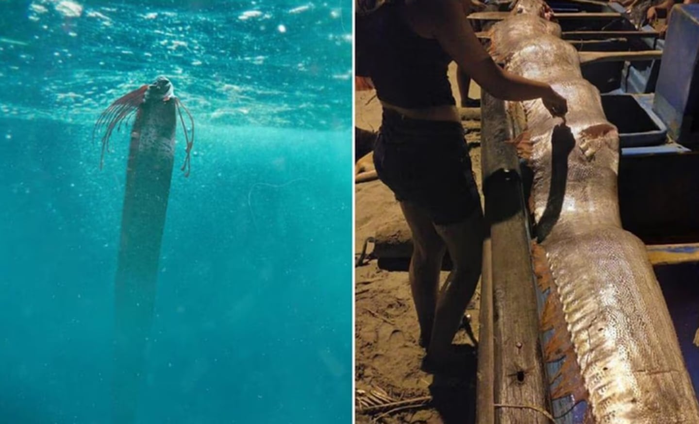 Uno de los ejemplares del pez remo fue encontrado en el Mar de Cortés, cerca de Cabo San Lucas, en Baja California Sur, México. Foto: iStock / Twitter: @ElSextoElemento