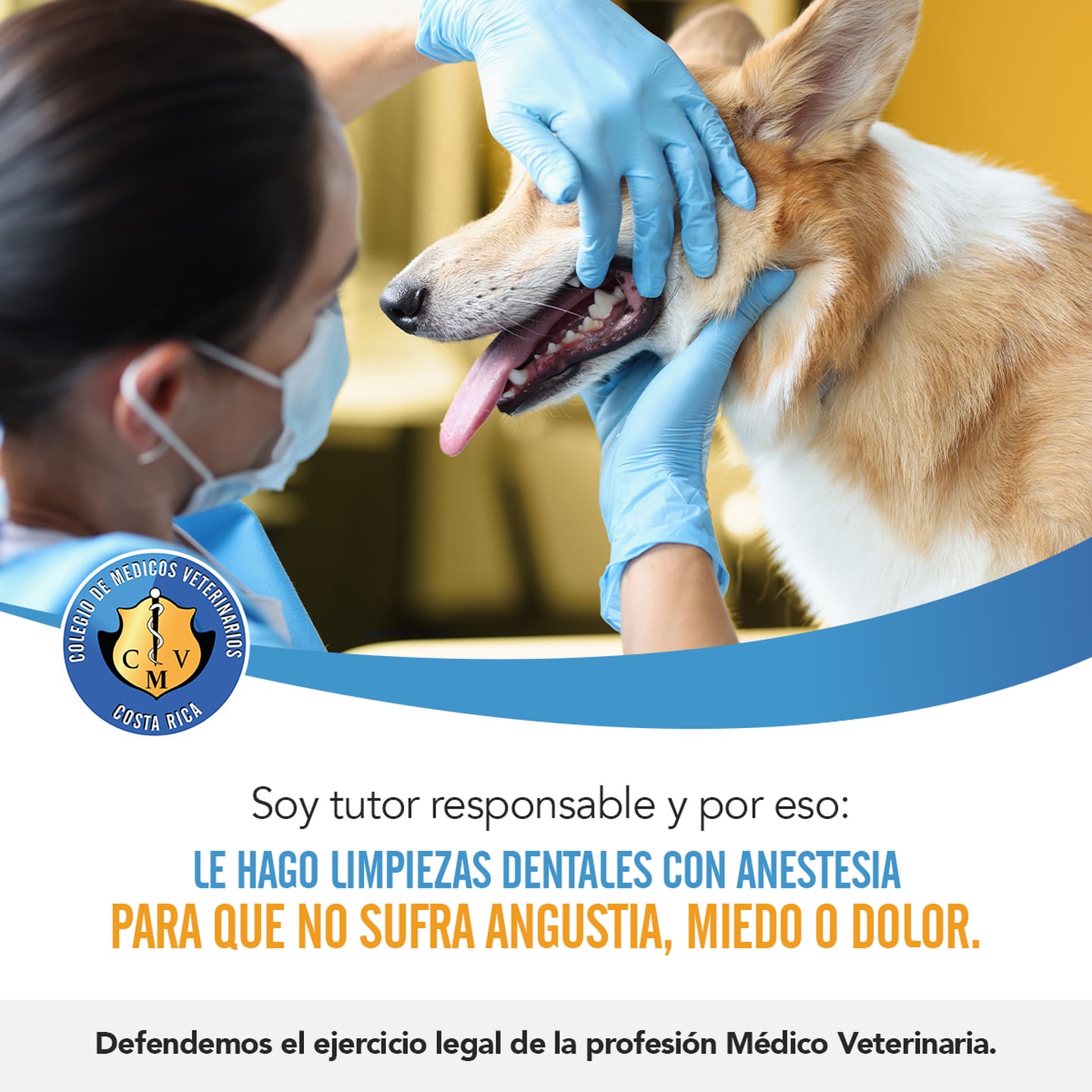 Las limpiezas dentales sin anestesia a perros han provocado que el Colegio de Veterinarios encienda todas sus alertas porque provocan extrema angustia, miedo, dolor y ponen en peligro hasta la vida de los peluditos.
