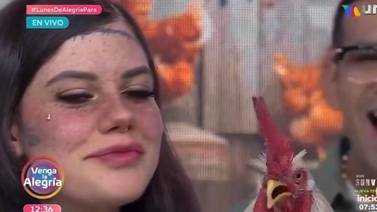 Video de gallo simulando que canta en famoso programa mexicano es viral en redes sociales 