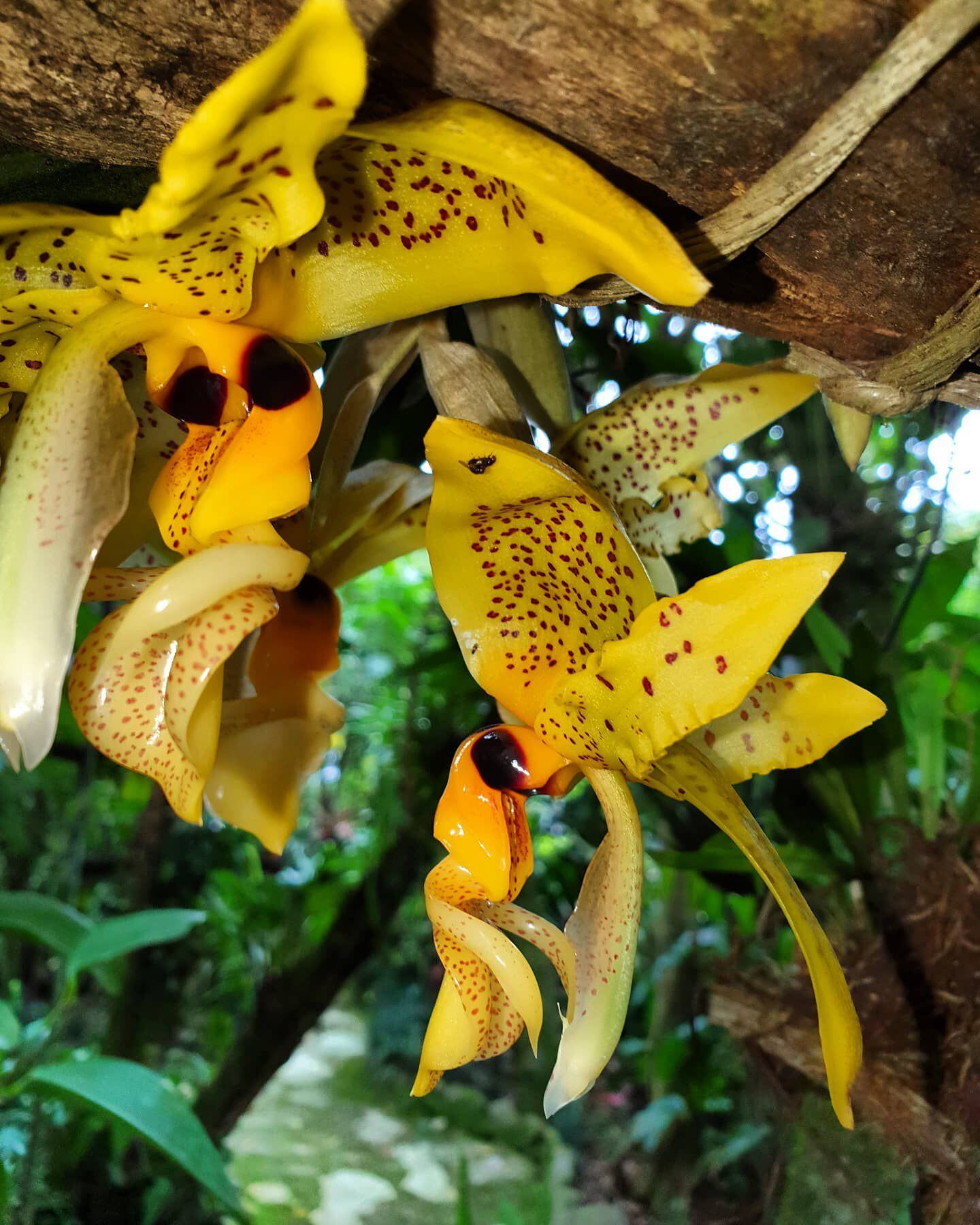 La orquídea más pequeña del mundo se encuentra en Monteverde | La Teja