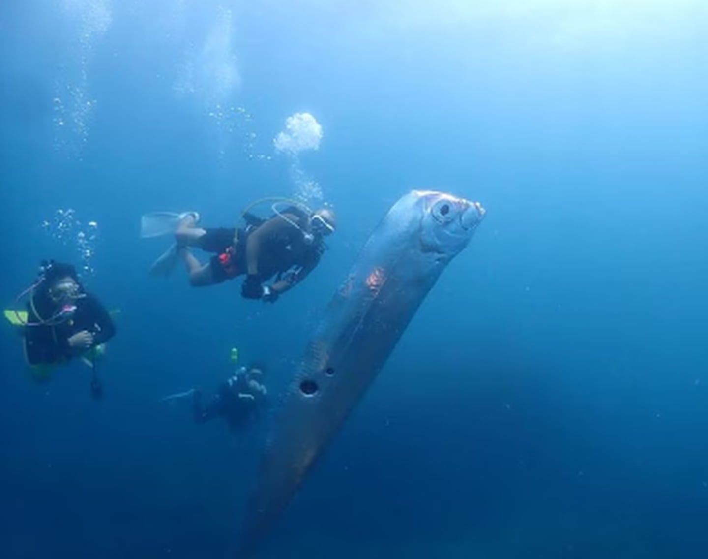 El pez remo habita a más de 2 mil metros de profundidad y se le vio en Japón, México y Chile. Foto: Instagram @chengruwang