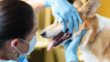 ¿Puede una limpieza dental sin anestesia matar a su perro o gato?